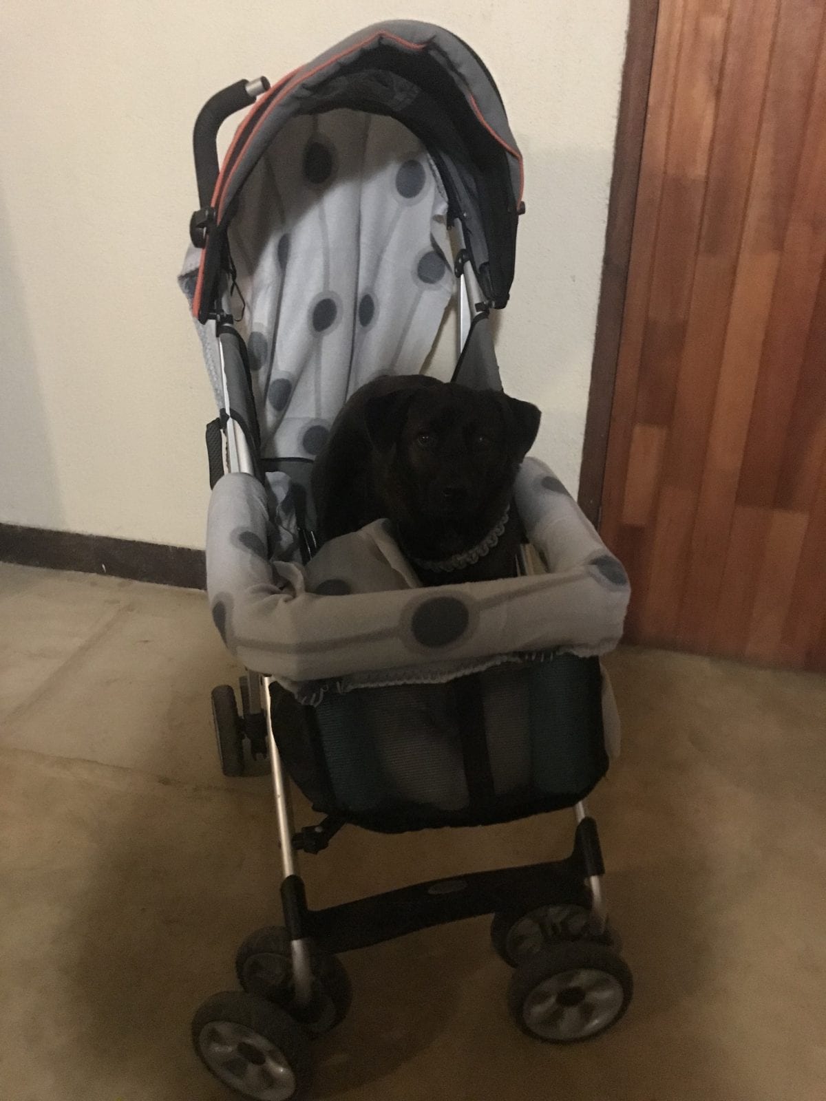 Sammy’s Stroller – My Hop, Skip Tripawd